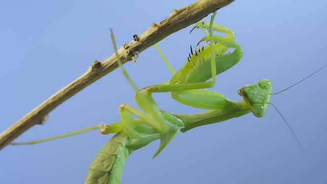 Close-up of green praying mantis sitting on bush branch on blue sky background