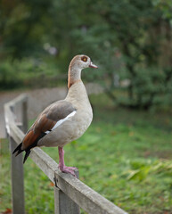 white goose on the fence