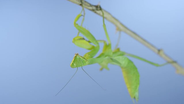 Green praying mantis sitting on bush branch and looks at on camera on blue sky background