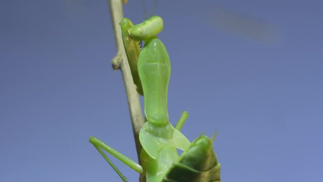 Close-up portrait of green praying mantis sitting on bush branchon and washing his face blue sky background