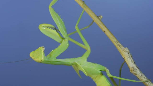 Close-up of green praying mantis sitting on bush branch on blue sky background
