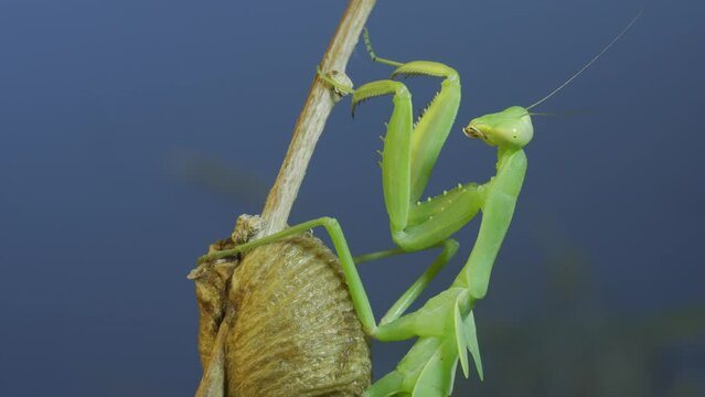 Close-up of green praying mantis sitting on bush branch on blue sky background