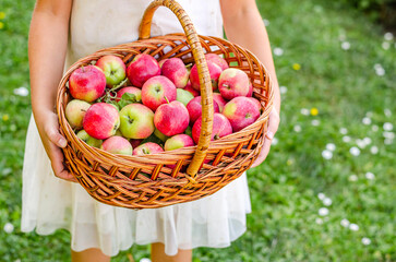 A little girl is holding in her hands a full basket of ripe red apples