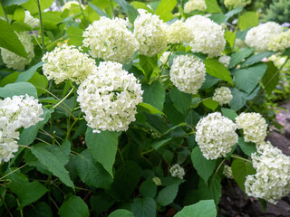 white flowers in the garden