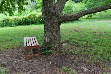 Wooden Park Bench by a Tree