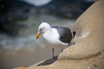 A Seagull standing on a Sandstone Formation Near the Beach