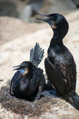A Pair of Cormorants Caring for the Eggs in a Nest