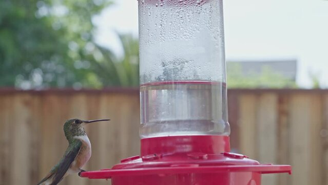 Hummingbird Swings on Feeder