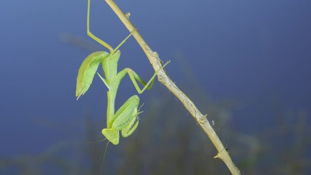 Green praying mantis sitting on bush branch and looks at on camera on blue sky background