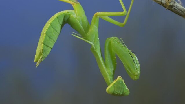 Close-up of green praying mantis sitting on bush branch and looks at on camera on blue sky background
