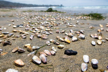 Fototapeta na wymiar Periwinkle Shells on a Sandy Beach signifying a Peaceful Beach Vacation