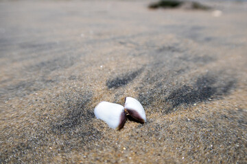 Periwinkle Shell on a Sandy Beach signifying a Peaceful Beach Vacation