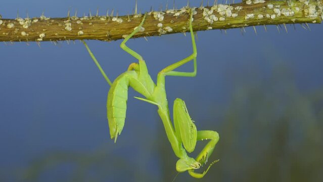 Vibrant green praying mantis (nymph form) hangs on thorny branch of bush and washing his face against grass and dark blue sky in background