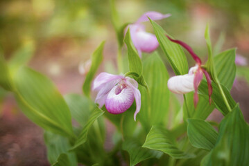 soft focus background with wild flowers