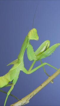 VERTICAL VIDEO: Close-up of green praying mantis sitting on bush branch and looks at on camera on blue sky background