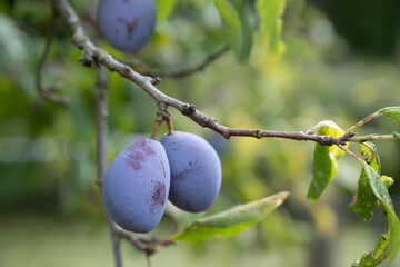 petites prunes sur leur arbre