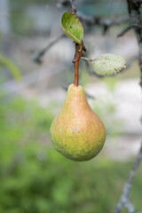 poire au bout de sa branche