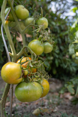 Tomates pas mur sur leur plan