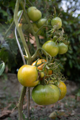 plant de tomates en train de murir