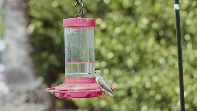 Green Hummingbird on Feeder
