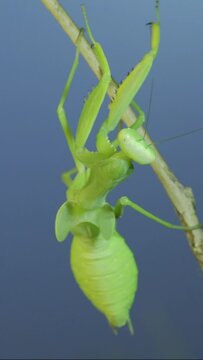 VERTICAL VIDEO: Close-up of green praying mantis sitting on bush branch on blue sky background