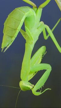 VERTICAL VIDEO: Close-up of green praying mantis sitting on bush branch and washing his face on blue sky background