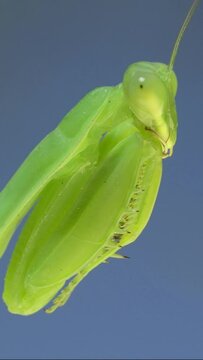 VERTICAL VIDEO: Extreme close-up portrait of green praying mantis hangs on at horny branch of bush on blue sky background