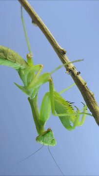 VERTICAL VIDEO: Close-up of green praying mantis sitting on bush branch on blue sky background