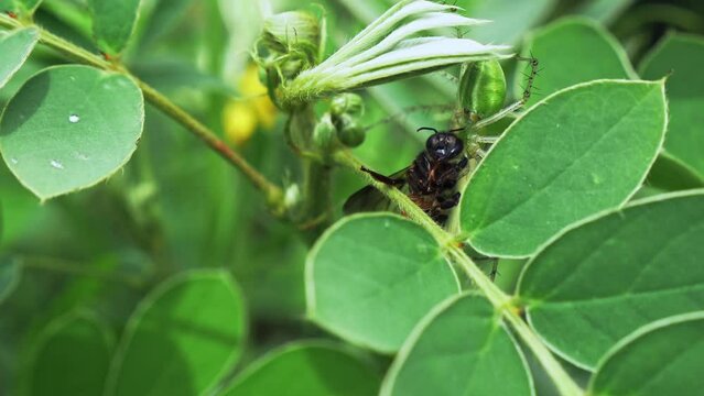 A close up of green lynx spider eating bee