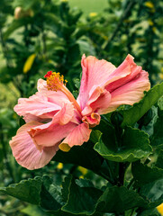 Flores de Guatemala