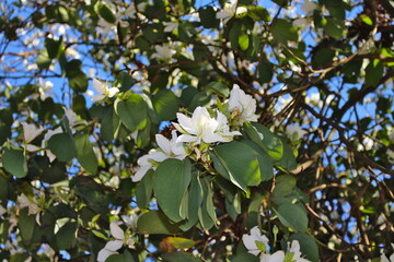 beautiful white flower on the branches of the tree, white and green in nature, looking up between the branches of the tree