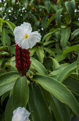 Flores de Guatemala