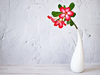 Red pink flower in vase on table ,pink flower desert rose Adenium obesum ,mock azalea ,impala lily ,sabi star ,arabicum ,Apocynaceae with white cement texture background and white embroidered cloth