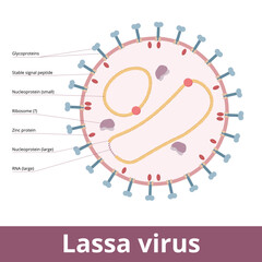 Lassa mammarenavirus. Lassa viruses are enveloped, single-stranded RNA viruses and cause Lassa hemorrhagic fever. Viral cell with glycoproteins, zinc proteins, RNA strands, and peptides.