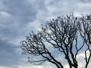 Fototapeta na wymiar galhos secos de uma árvore