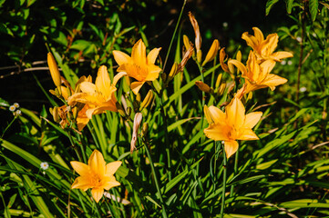 Yellow daylily flower blooms in the garden. Photography of nature.