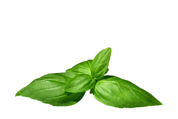 Green basil sprig isolated cutout - Powered by Adobe