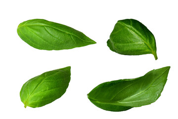 Green basil leaves isolated on transparent background