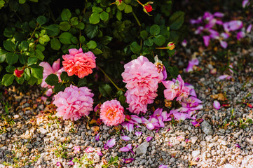 Pink rose blooms in the garden with fallen petals on the ground, pebbles. Photography of nature.