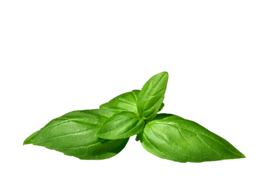 Green basil sprig isolated cutout