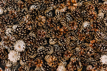 Texture, background of many brown cones of a coniferous tree.