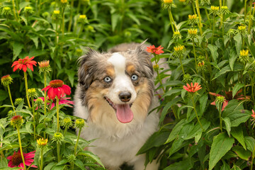 miniature australian shepherd sits in field of flowers looking happy with tongue out