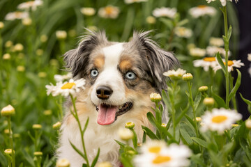 beautiful blue eyed mini aussie sitting in field of daisies - gorgeous cute blue merle miniature australian shepherd dog smiling with mouth open