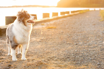 Naklejka na ściany i meble beautiful blue eyed mini aussie with fur blowing in the wind at golden hour - gorgeous blue merle miniature australian shepherd dog smiling with sunset reflecting on the water