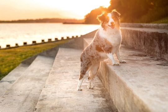 beautiful blue eyed mini aussie with sunrays at golden hour - gorgeous blue merle miniature australian shepherd dog standing on stone steps at sunset in park