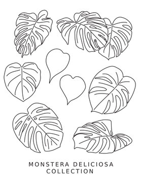 Monstera Deliciosa Vector Set Line Art Outline