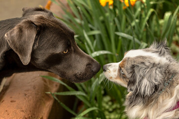 two dogs touch noses in garden