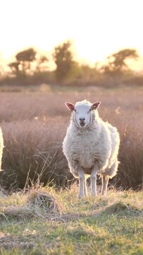 White sheep in the field at sunset