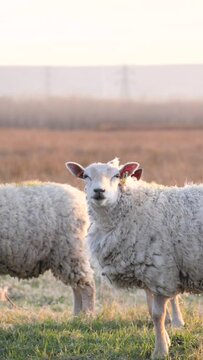 White domestic sheep in the field