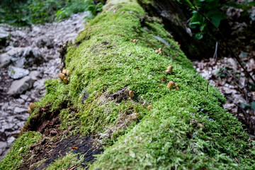 Selective blur on mushrooms on moss on a tree trunk, the moss being green, in autumn, in a European Forest. Moss is part of the bryophyta family of vegetals...